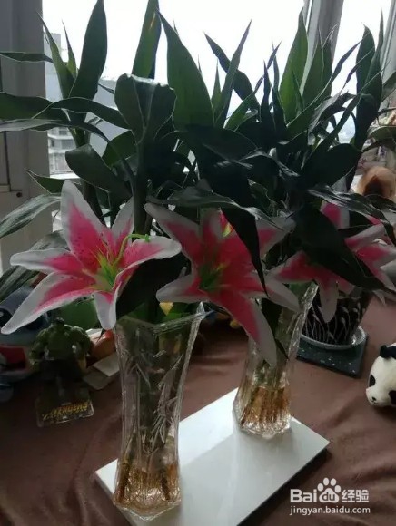 富贵竹浓绿油亮,瓶底长满大白根