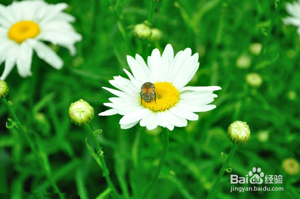 慢性前列腺炎吃什么药