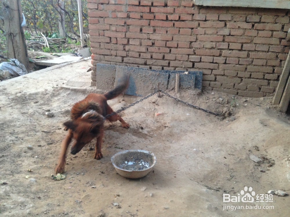 如何给凶猛的狗喂食物
