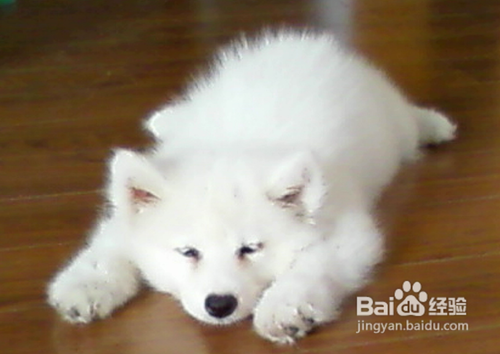 萨摩耶幼犬怎么养