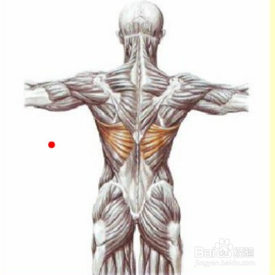 增肌速成：[2]如何有效锻炼背阔肌