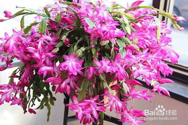 夏季盆栽烂根是什么原因