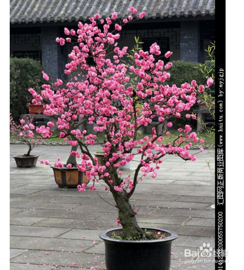 过年在家摆放什么鲜花好？