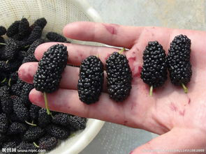 五月最该吃的应季水果，送给爱吃水果的你！