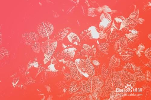 珊瑚的定年方法