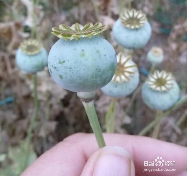 虞美人种植方法