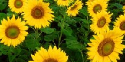 买来的向日葵没开能养开吗