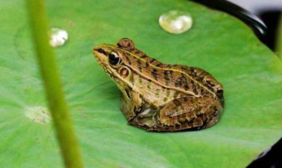 为什么夏天青蛙要叫呢