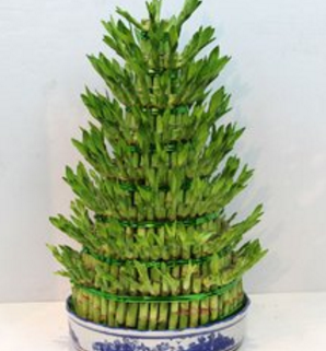 家里养几棵富贵竹