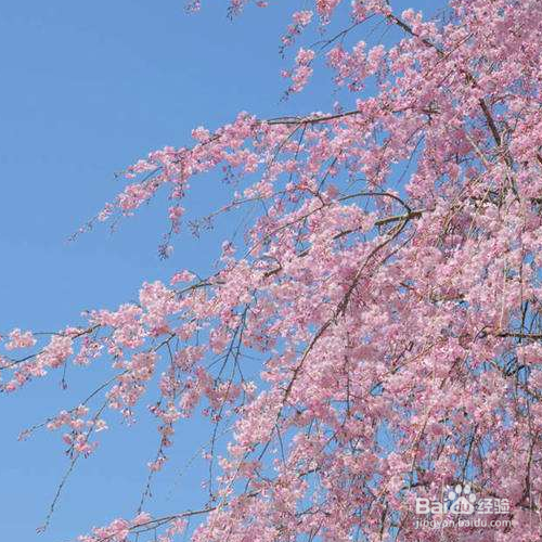 东京樱花的培育方法和注意事项