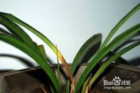 兰花叶子枯萎了怎么办