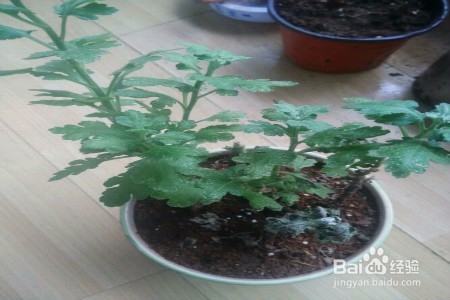 菊花叶生白斑怎么办