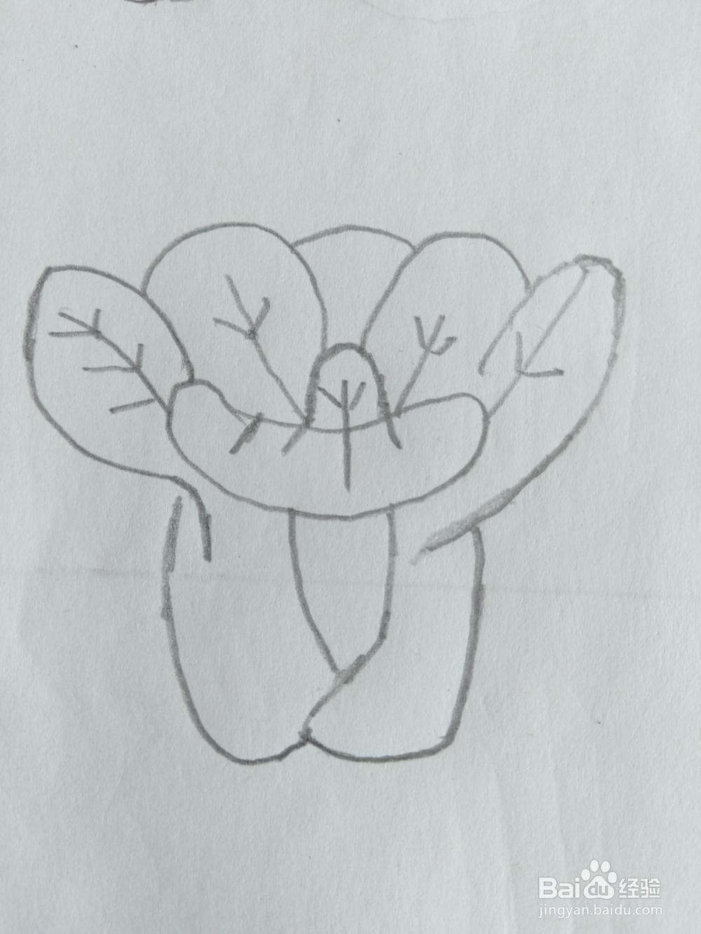儿童简笔画白菜画法六
