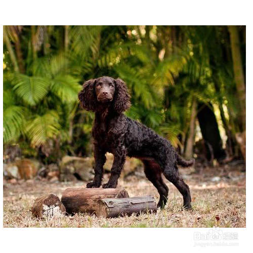 飼養美國水獵犬幼犬需要注意哪些?