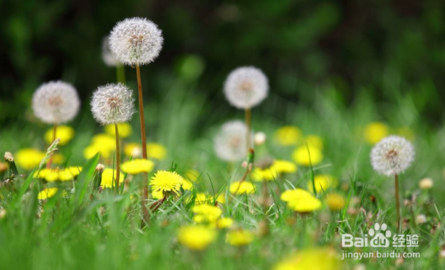 蒲公英:多种炎症的克星