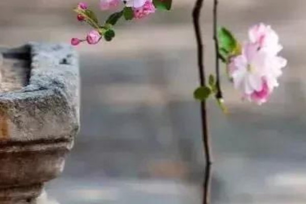 同圆种智什么意思