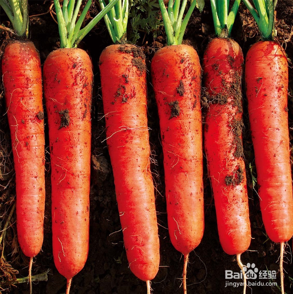 多吃这些食物可以提高免疫力