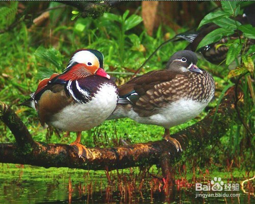 photoshop基础入门教程之PS曲线的使用