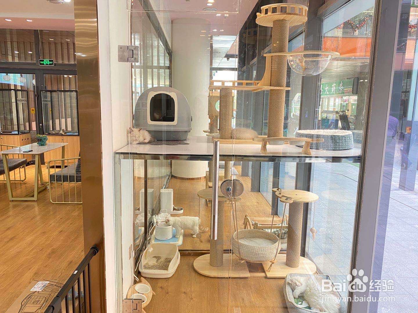 2020年开一家猫店怎么样