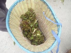 春芽炒鸡蛋的制作方法