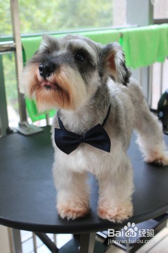 怎么给雪纳瑞洗澡