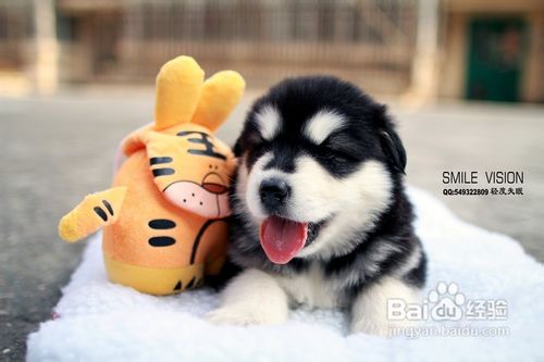 教你训练宠物狗作揖的方法