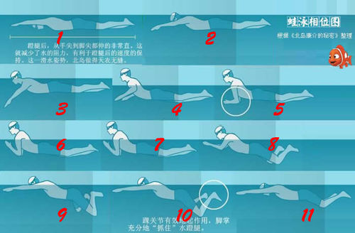 教你如何掌握蛙泳腿部技术