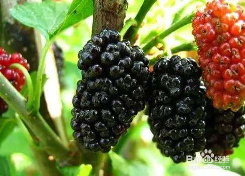 桑葚的药效与吃法