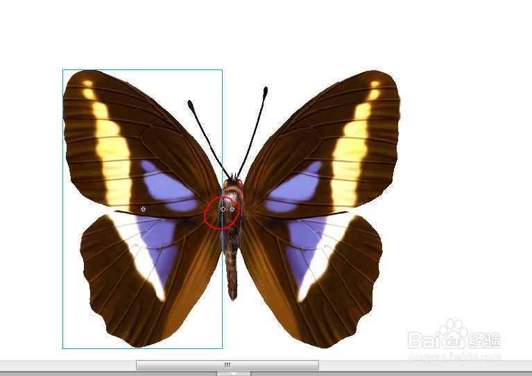 flash用蝴蝶做引导线动画的教程