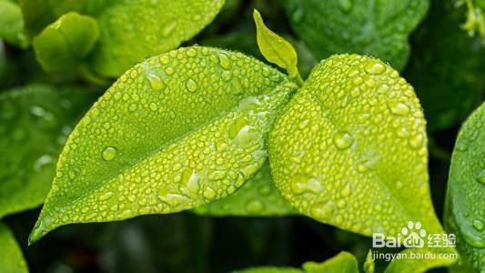 怎么防止白天露水的形成-（防止白天犯困的方法）[图]
