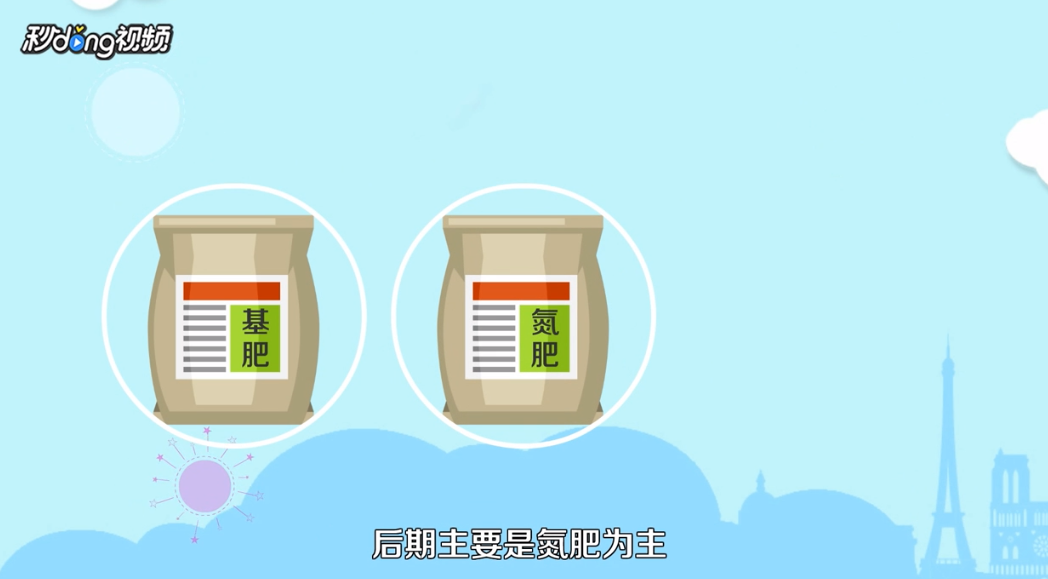 乒乓菊如何养殖