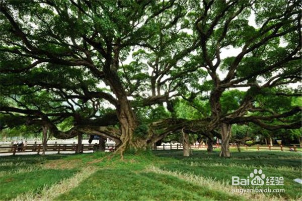 榕树的养殖方法和注意事项有什么?