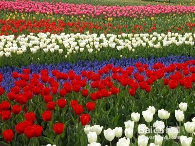 不同种类花的花语