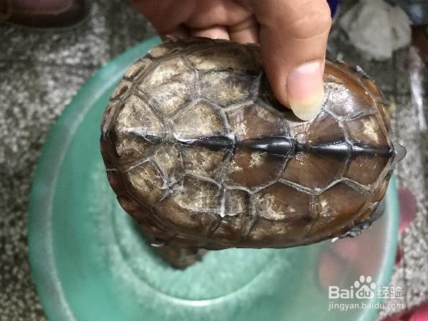 乌龟壳烂了怎么治疗