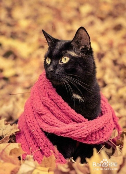 萌喵演绎9款围巾不同搭配,我的心已经被萌化了