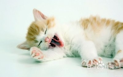 刚出生眼已经睁开的小猫怎么养活