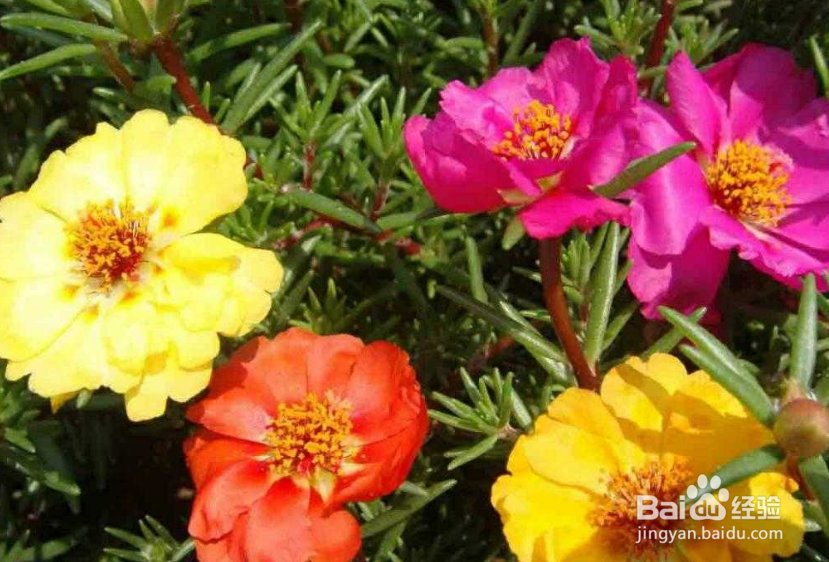 掐不死花怎么种植