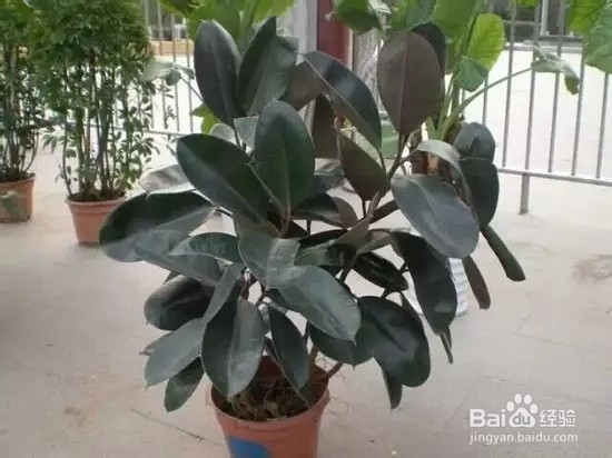 家里放这些花,让家人更健康!