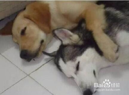 这7种狗跟哈士奇混血，你想象不到的事发生了！