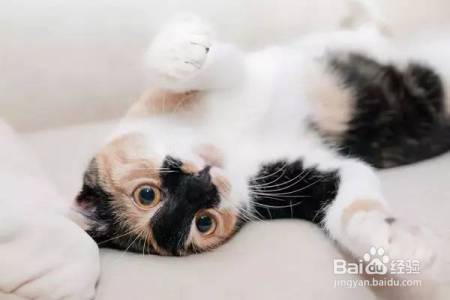 家庭和谐养猫,这些你都做对了吗?