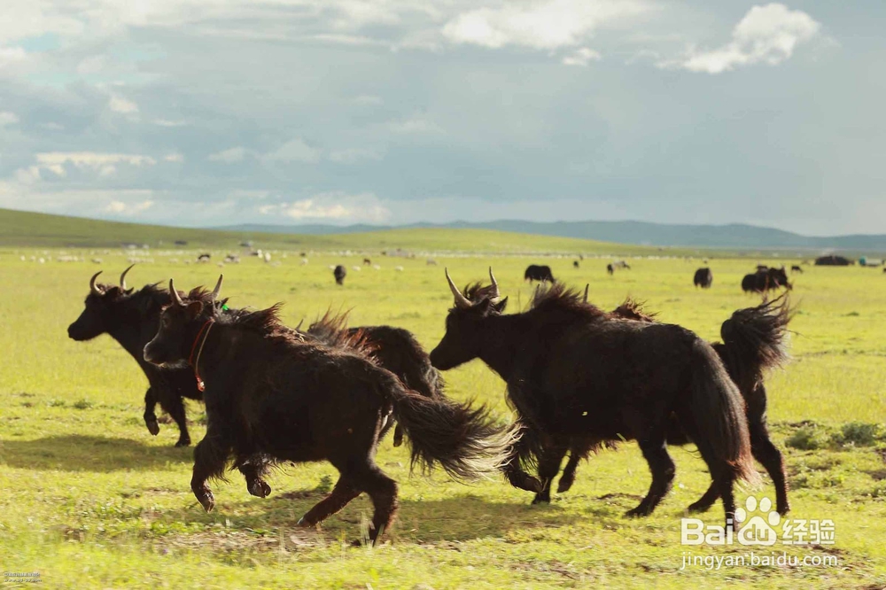 2017宁夏旅游:非去不可的10大宁夏旅游景点绝棒!