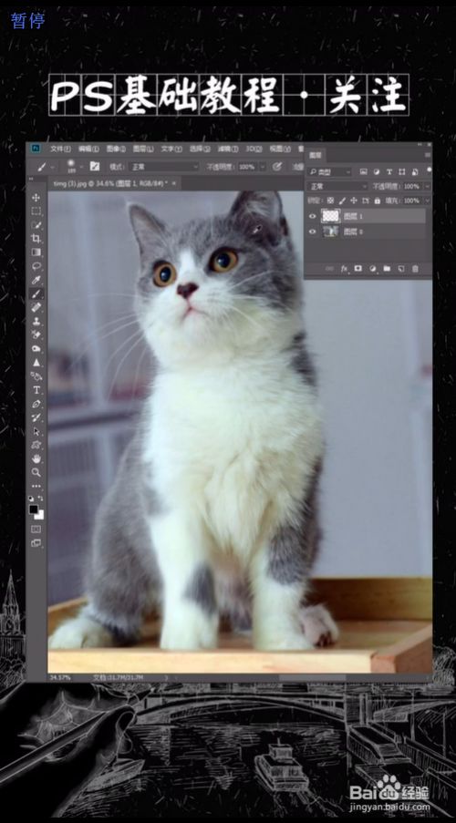 Ps如何给猫添加花纹 百度经验 Ps如何给猫添加花纹 百度经验