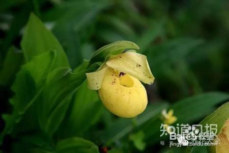 100种兰花品种图鉴，花开瞬间，艳冠群芳！