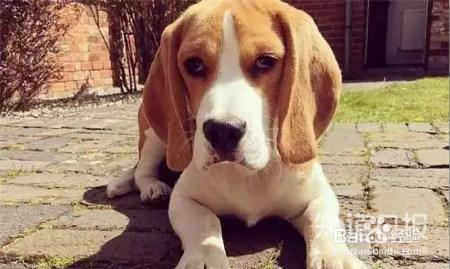 狗狗吃什么狗粮好