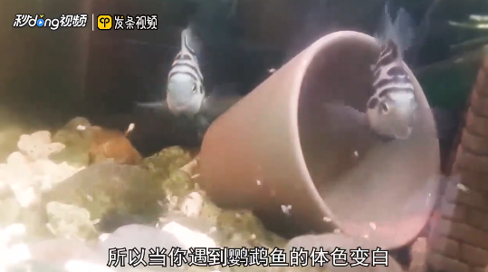 红鹦鹉鱼变白了怎么办