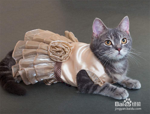 比较适合女孩子养的宠物有哪些?