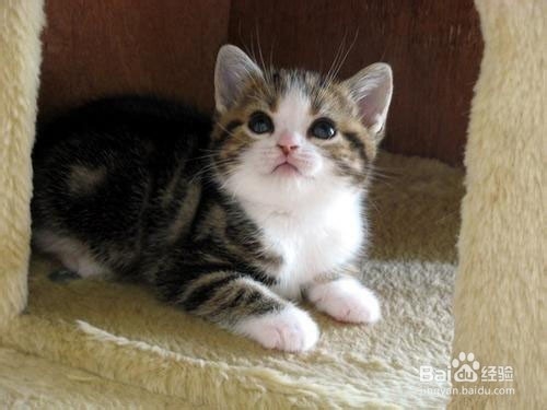 新手养猫必备知识