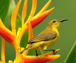 情人节讨女孩欢心宝典：[3]来首情诗也不错！