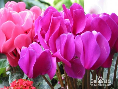 仙客来养殖方法和注意事项