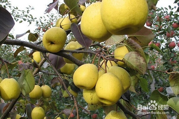 怎么挑新鲜水果——怎么挑梨